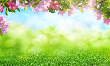 bahar çiçekleri arka plan, pembe elma çiçekleri.