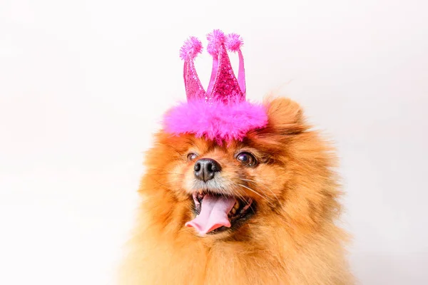 ピンクの王冠と面白い姫の女の子犬 — ストック写真