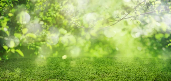 Fondo de primavera con ramas verdes de árbol y hierba — Foto de Stock