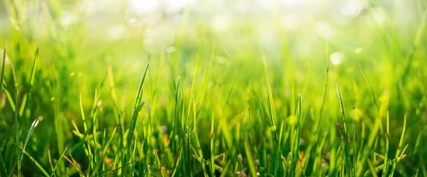 Fondo de hierba verde en el prado de primavera — Foto de Stock