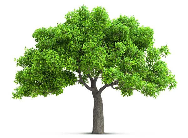 Tree isolated with high detailed leaves, 3D illustration — Stock Photo, Image