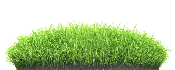 Mudas de grama verde crescem em relva de solo isolado em branco — Fotografia de Stock