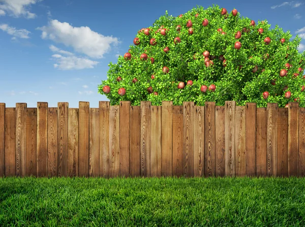 Яблоня в саду и деревянный забор — стоковое фото