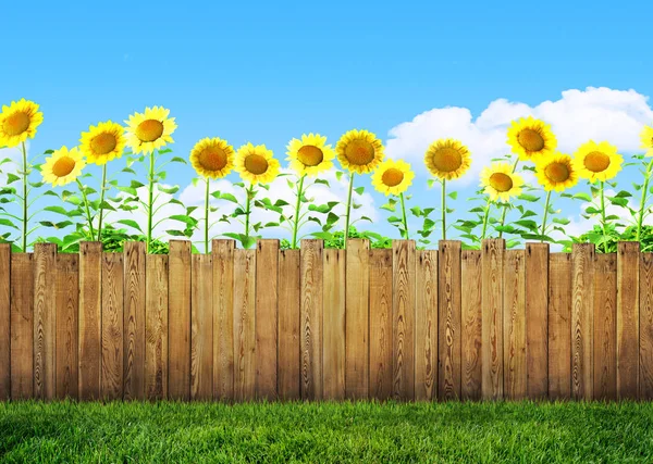 Solrosor i trädgård och trä bakgård staket med gräs — Stockfoto