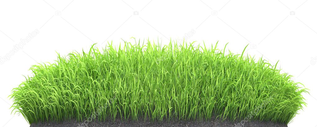 green grass seedlings grow on soil turf isolated on white