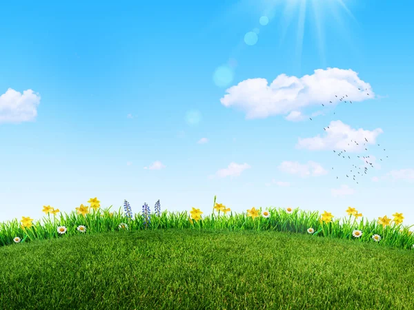 Green Grass Spring Flowers Backyard Background — Stock Photo, Image