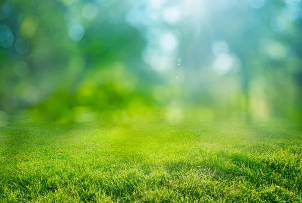 Natuurlijk Gras Achtergrond Met Wazig Bokeh Zon — Stockfoto