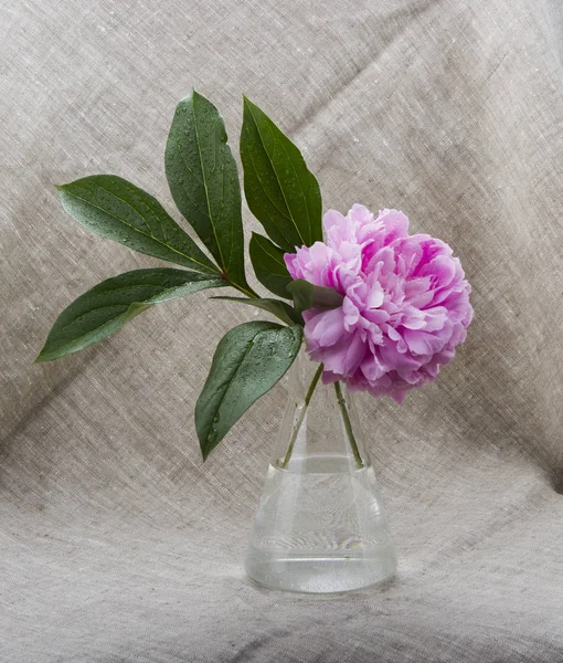 Romântico Ainda Vida Com Flores — Fotografia de Stock