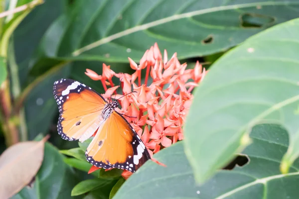 Orange svart mönster butterfly på gäng — Stockfoto