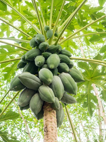 Kilka papaje na drzewo — Zdjęcie stockowe