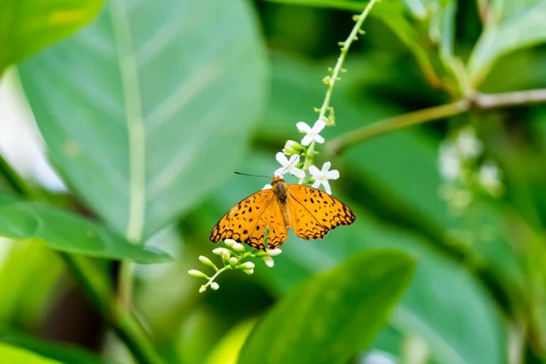 Amarelo padrão preto borboleta em grupo — Fotografia de Stock