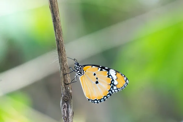 Borboleta padrão preto amarelo no ramo — Fotografia de Stock