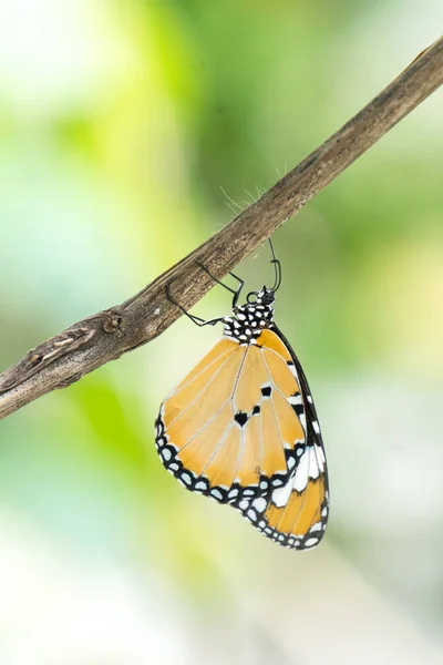 Borboleta padrão preto amarelo no ramo — Fotografia de Stock