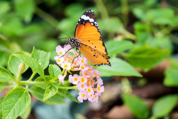 Laranja padrão preto borboleta em grupo — Fotografia de Stock