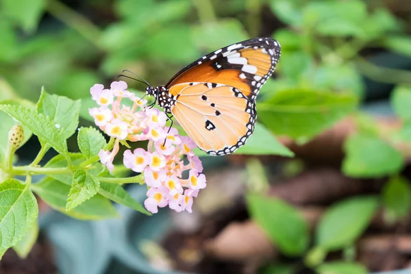 Laranja padrão preto borboleta em grupo — Fotografia de Stock