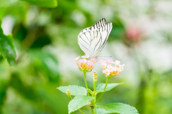 Papillon motif noir blanc sur le bouquet — Photo