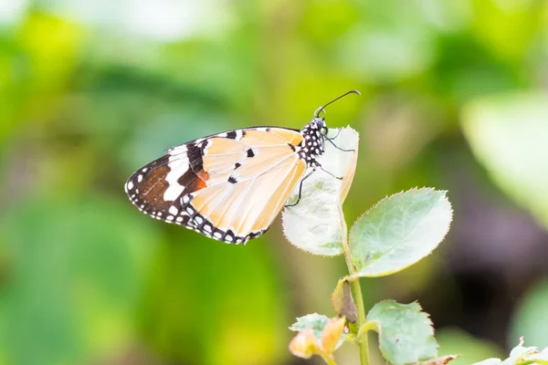 Laranja padrão preto borboleta no ramo — Fotografia de Stock