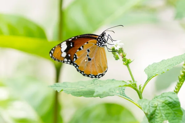 Laranja padrão preto borboleta em grupo — Fotografia de Stock