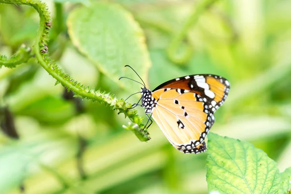 Laranja padrão preto borboleta em grupo — Fotografia de Stock