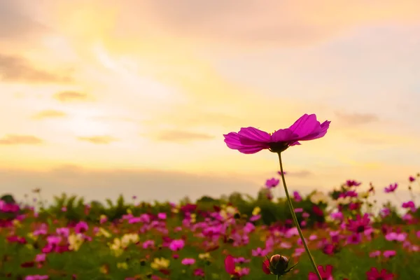 Pink Cosmos Field Twilight Time — Stock Photo, Image