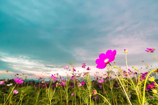 Pink Cosmos Field Twilight Time — Stock Photo, Image