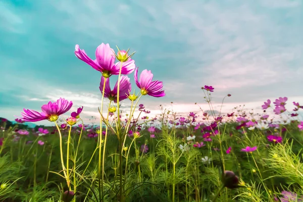 Cosmos Cor Rosa Campo Tempo Crepúsculo — Fotografia de Stock