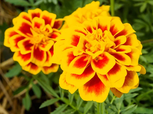 Marigold Blommor Trädgården Närbild — Stockfoto