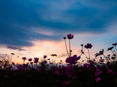 Alacakaranlık saat alanında pembe evren