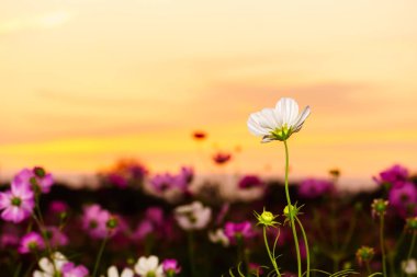 Alacakaranlık saat alanında beyaz evren