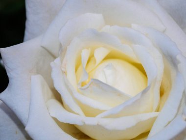 Beyaz gül kapatmak makro arka plan