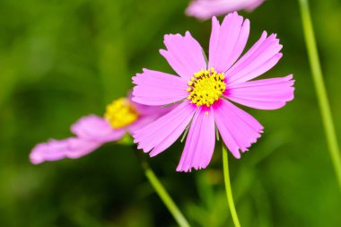 Pembe Cosmos bahçe alanı'a yakın çekim