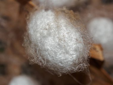 Beyaz ipek solucan Koza yakın çekim