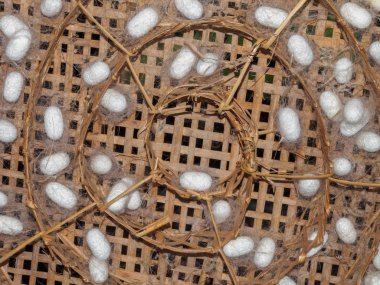 Sepet içinde beyaz ipek solucan Koza