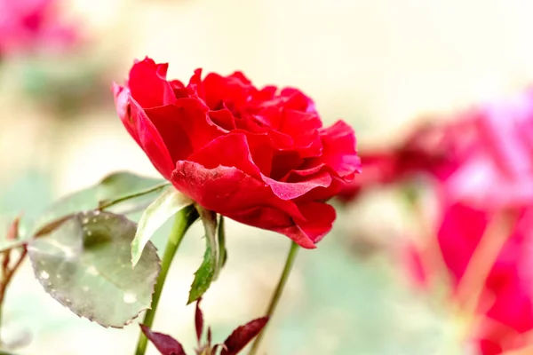Rote Rose Aus Nächster Nähe Auf Ast — Stockfoto