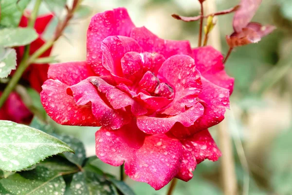 Rote Rose Aus Nächster Nähe Auf Ast — Stockfoto