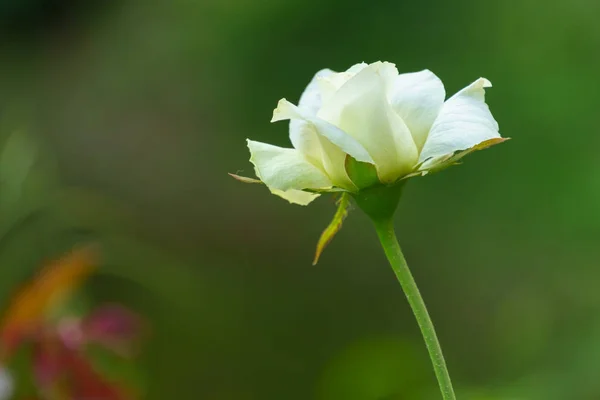 Белая Роза Ветке Дерева — стоковое фото