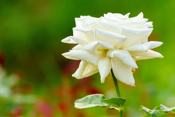Weiße Rose Aus Nächster Nähe Auf Ast — Stockfoto