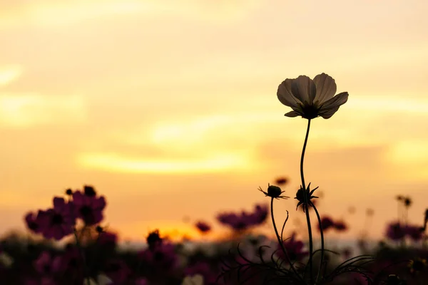 White Cosmos Field Twilight Time — Stock Photo, Image