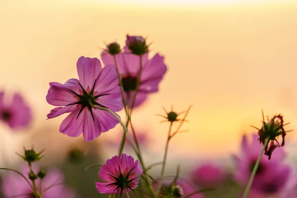 Cosmos Cor Rosa Campo Tempo Crepúsculo — Fotografia de Stock