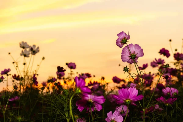 Cosmos Cor Rosa Campo Tempo Crepúsculo — Fotografia de Stock