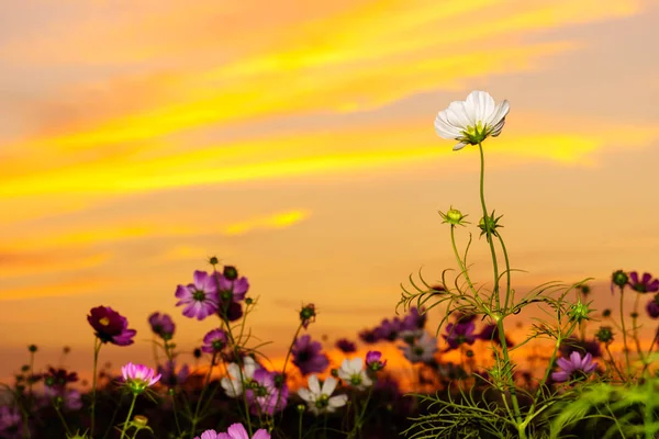 Cosmos Brancos Campo Tempo Crepúsculo — Fotografia de Stock