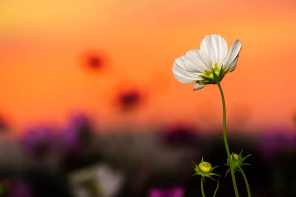 Cosmos Brancos Campo Tempo Crepúsculo — Fotografia de Stock