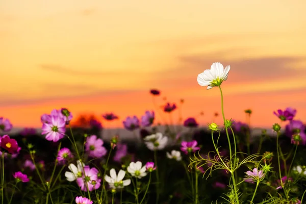 White Cosmos Field Twilight Time — Stock Photo, Image