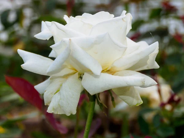 Bílé Růže Zblízka Větev Stromu — Stock fotografie