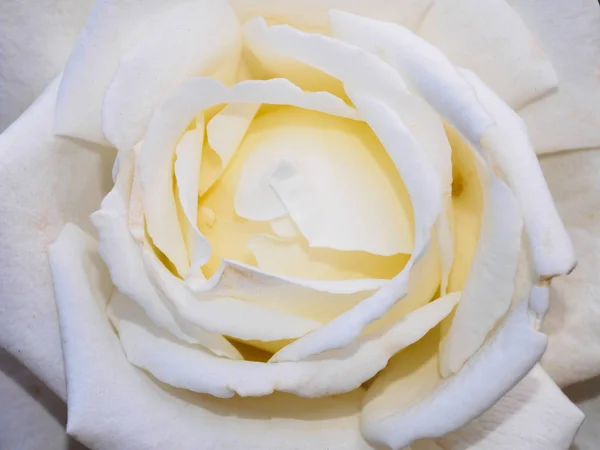 Valkoinen Ruusu Lähikuva Makrotason Tausta — kuvapankkivalokuva