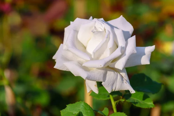 Weiße Rose Aus Nächster Nähe Auf Ast — Stockfoto