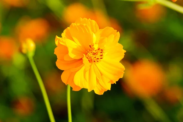Εσωτερικη Cosmos Πορτοκαλί Λουλούδι Στον Κήπο — Φωτογραφία Αρχείου