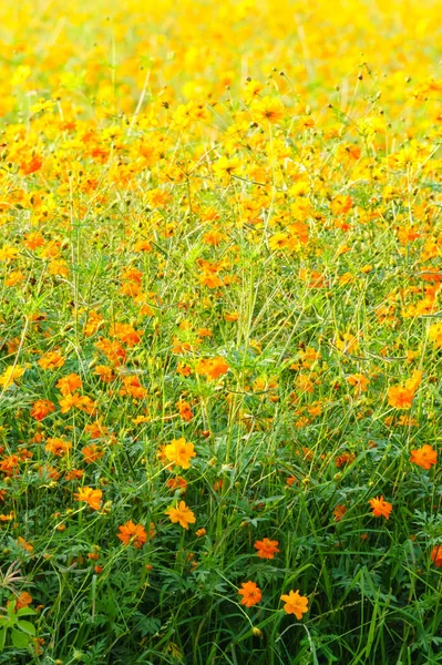 Turuncu Cosmos Bahçe Dolgu Çerçeve Arka Plan — Stok fotoğraf