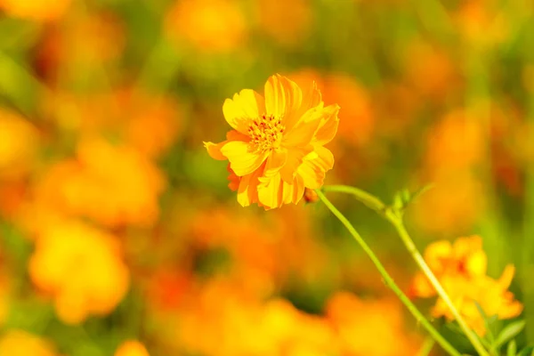 Orange Kosmos Blomst Haven Nærbillede - Stock-foto