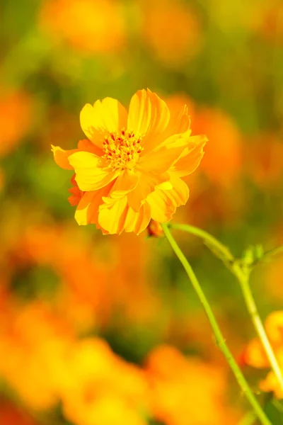 庭でオレンジ色のコスモスの花をクローズ アップ — ストック写真